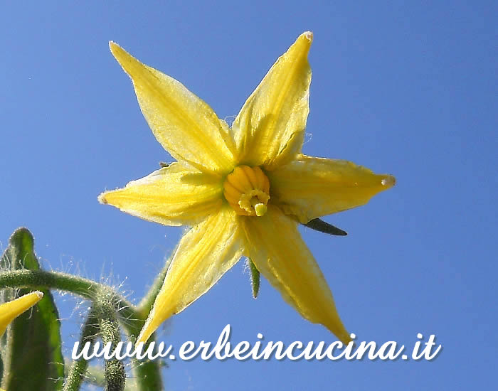 Fiore di pomodoro Sub Arctic Plenty / Sub Arctic Plenty tomato flower