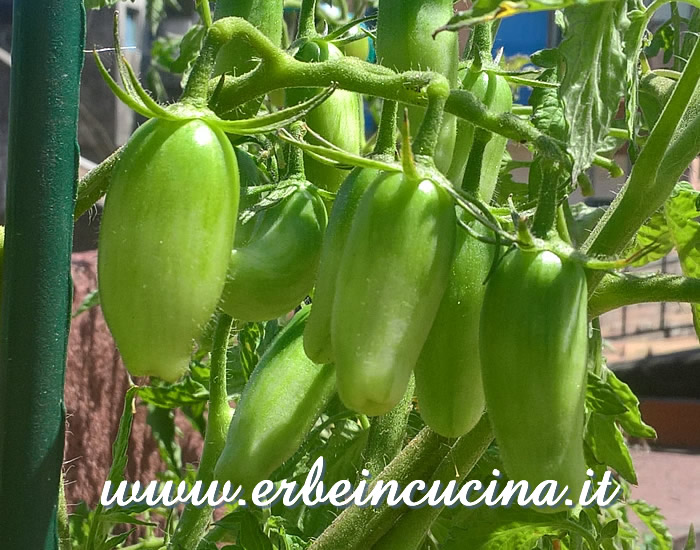 Pomodori Sweet Casaday non ancora maturi / Unripe Sweet Casaday tomatoes