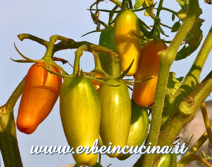 Pomodori Sweet Casaday a vari stadi di maturazione / Ripe and unripe Sweet Casaday tomatoes