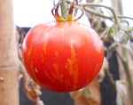 Pomodoro Tigerella