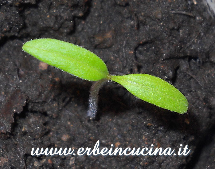 Pomodoro Tigerella appena nato / Newborn Tigerella Tomato