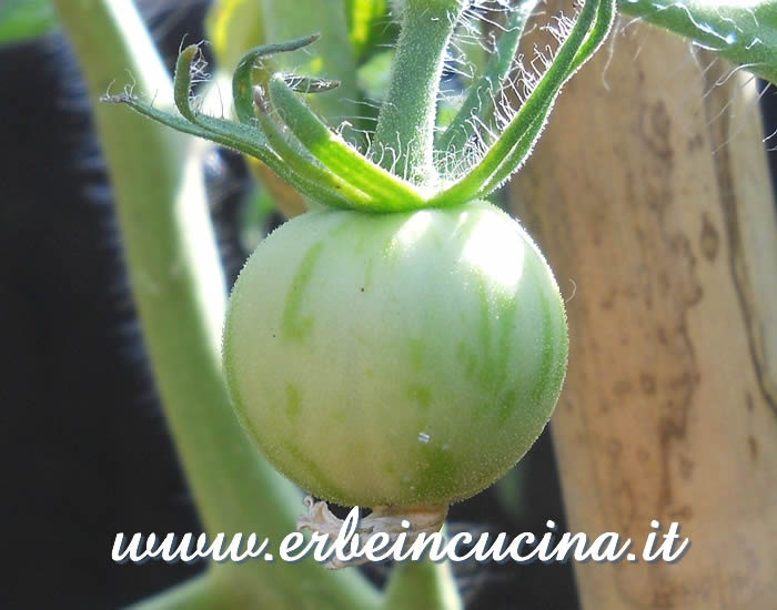 Pomodoro Tigerella non ancora maturo / Unripe Tigerella tomato