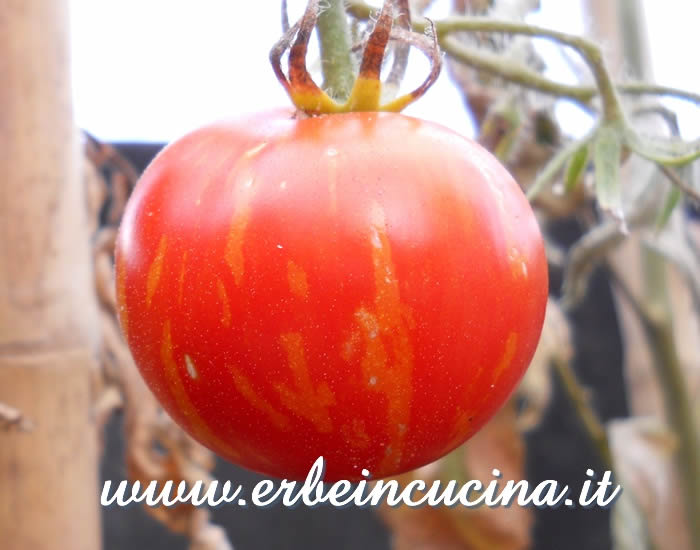 Pomodoro Tigerella maturo / Ripe Tigerella tomato