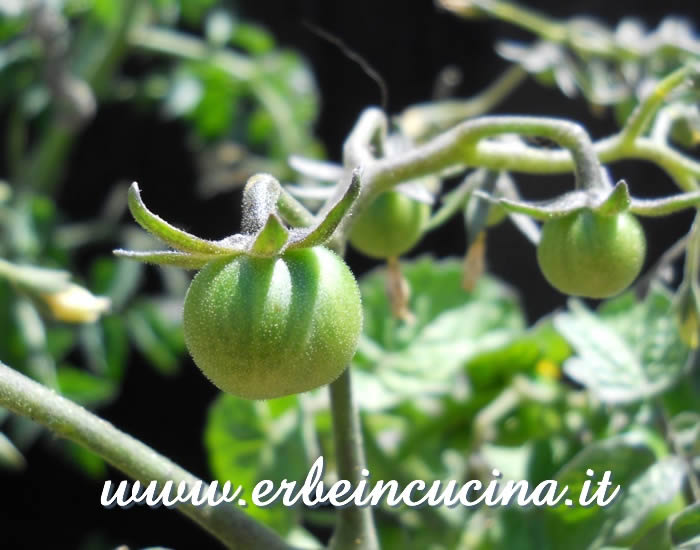 Pomodori Tiny Tim non ancora maturi / Unripe Tiny Tim Tomatoes