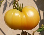 White Wonder tomato