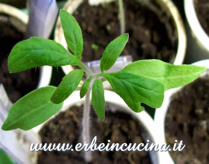 Pomodoro White Wonder, prime foglie vere / White Wonder Tomato Plant, first true leaves