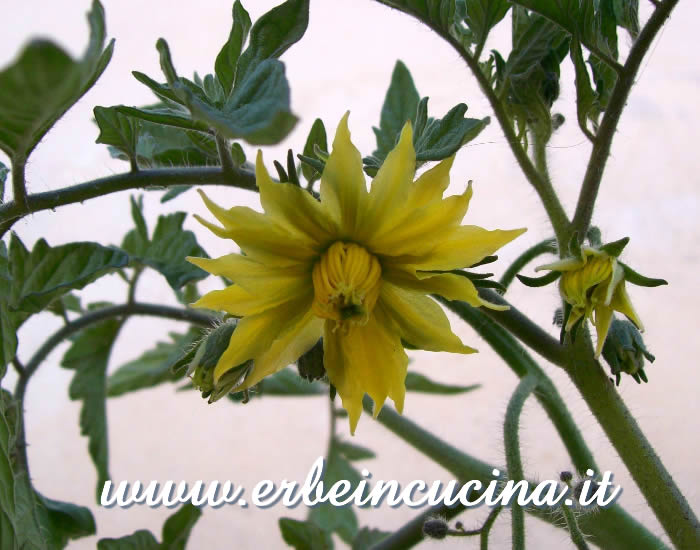 Fiore di pomodoro White Wonder / White Wonder Tomato Flower