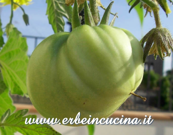 Pomodoro White Wonder non ancora maturo / Unripe White Wonder Tomato