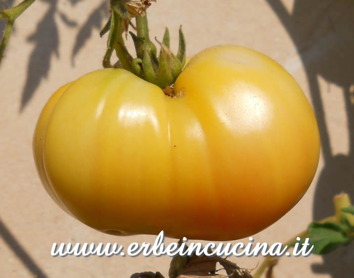 Pomodoro White Wonder maturo / Ripe White Wonder Tomato