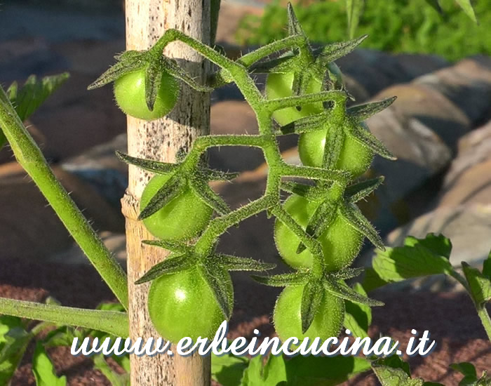 Pomodori Yellow Chocolate non ancora maturi / Unripe Yellow Chocolate tomatoes