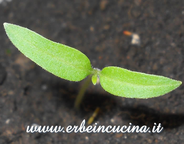 Pomodoro Yellow Pear, prime foglie vere / Yellow Pear Tomato, first true leaves