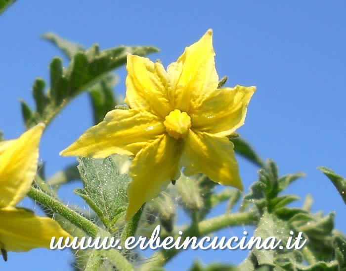 Fiore di pomodoro Yellow Pear / Yellow Pear Tomato flower