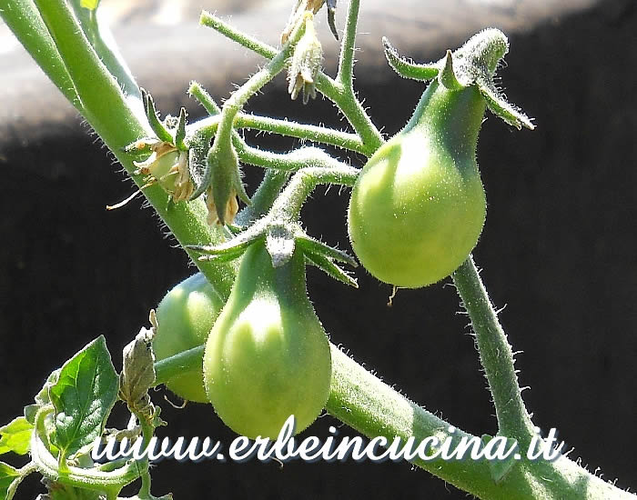 Pomodori Yellow Pear non ancora maturi / Unripe Yellow Pear Tomatoes