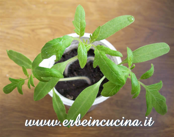 Pomodoro Green Zebra, prime foglie vere / Green Zebra Stripe tomato, first true leaves