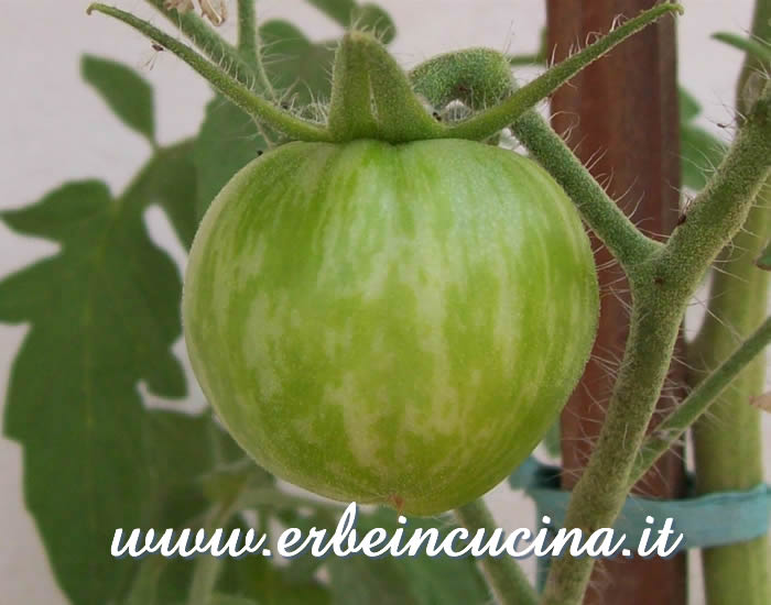 Pomodoro Green Zebra non ancora maturo / Unripe Green Zebra Stripe Tomato