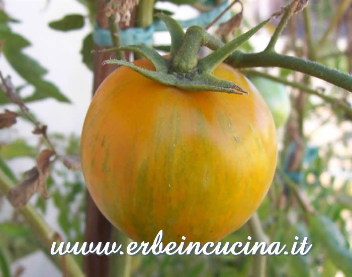 Pomodoro Green Zebra maturo / Ripe Green Zebra Stripe Tomato