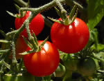  Zukertraube tomato