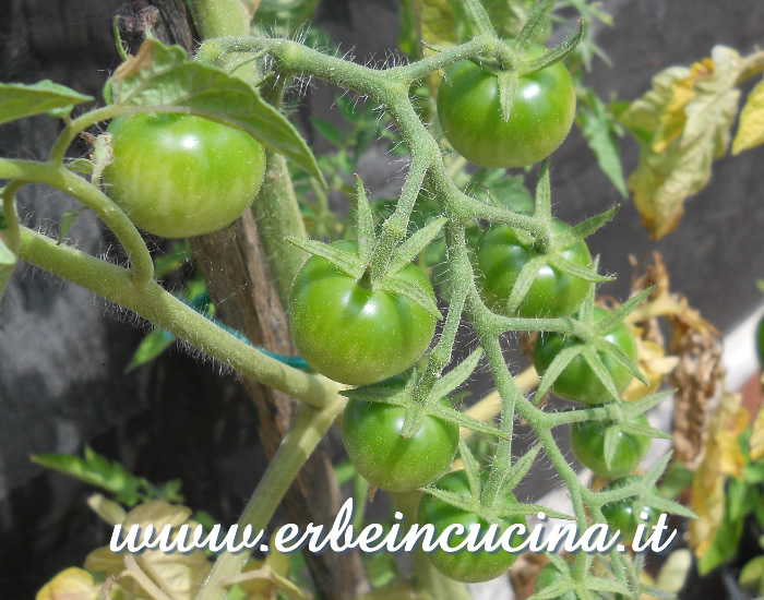 Pomodori Zukertraube non ancora maturi / Unripe Zukertraube tomatoes
