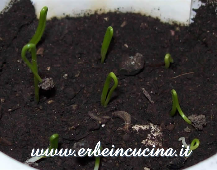 Piantine neonate di porro / Newborn leek plants