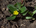 Portulaca