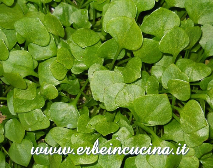 Portulaca invernale pronta da raccogliere / Winter purslane, ready to be harvested