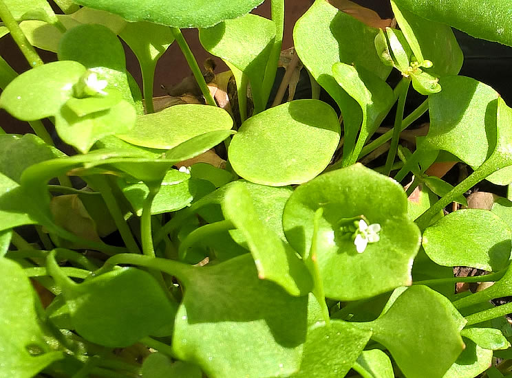 Portulaca invernale fiorita / Winter purslane flowers