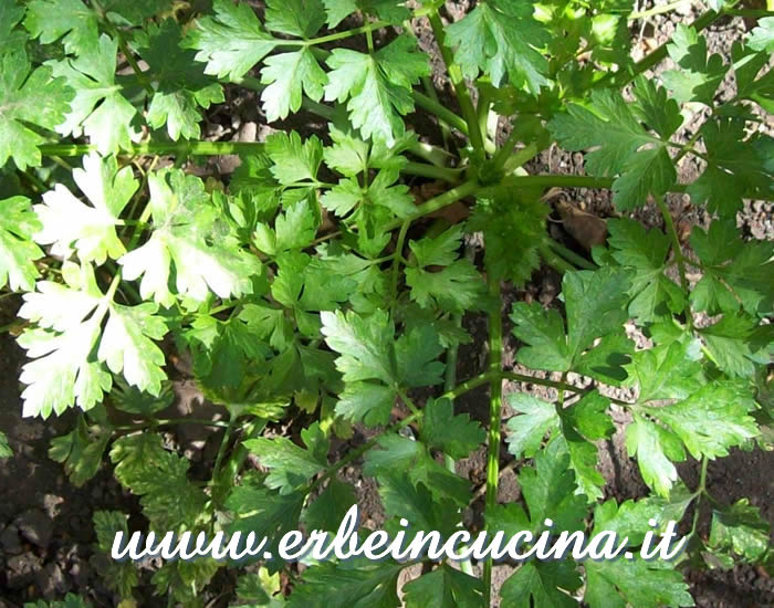 Pronto per il raccolto / Ready to be harvested