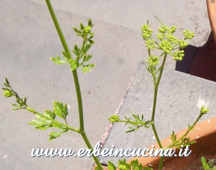 Produzione semi / Seeds production
