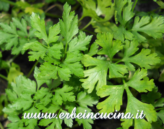 Prezzemolo Hamberg da radice / Hamberg root parsley