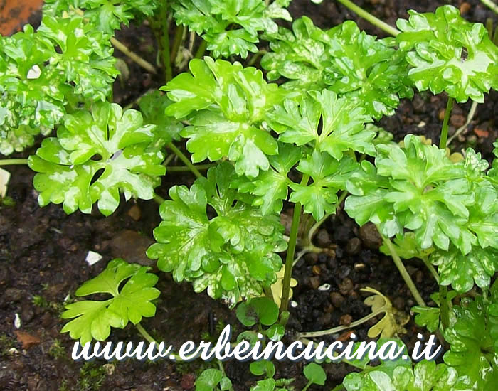 Prezzemolo riccio pronto da raccogliere / Curly Leaf Parsley, ready to be harvested