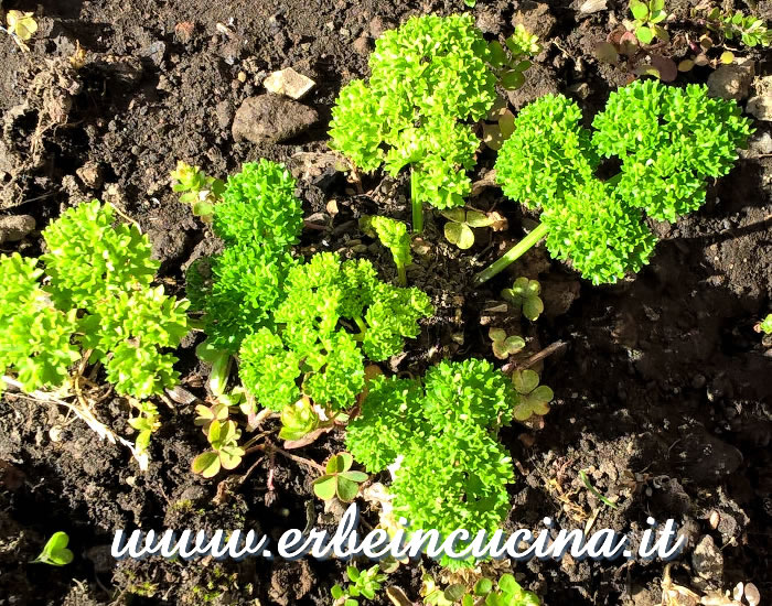 Prezzemolo riccio Afrodite / Curly Leaf Parsley Afrodite