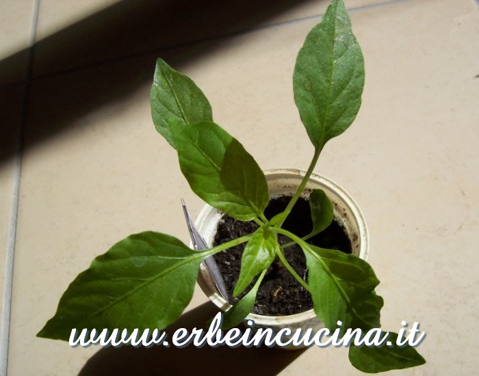 Giovane pianta di peperone Primo Sweet / Primo Sweet Pepper young plant