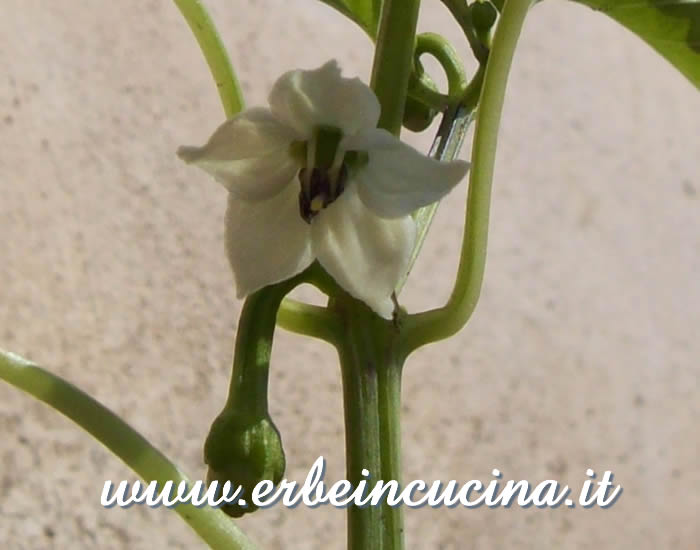 Fiore di Primo Sweet / Primo Sweet Pepper Flower