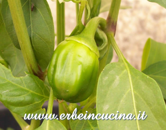 Peperone Primo Sweet non ancora maturo / Unripe Primo Sweet pepper