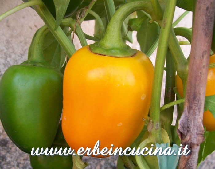 Peperone Primo Sweet maturo / Ripe Primo Sweet pepper   