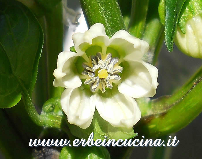 Fiore di Peperone Purple Beauty / Purple Beauty bell pepper flower