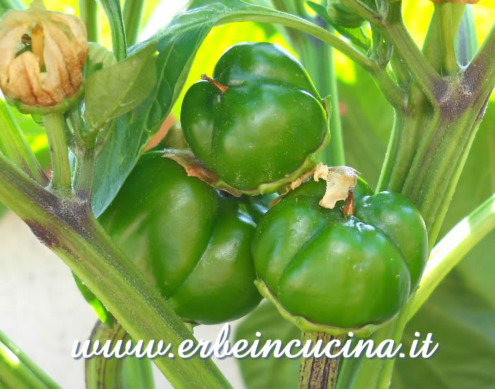 Peperoni Purple Beauty non ancora maturi / Unripe Purple Beauty bell peppers