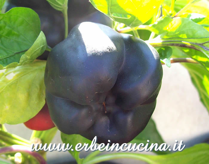Peperone Purple Beauty in maturazione / Ripening Purple Beauty bell pepper