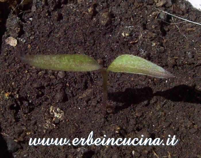 Peperoncino Purple Prince appena nato / Newborn Purple Prince chili plant