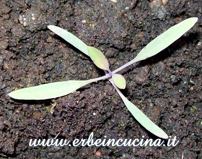 Giovane piantina di Quilquina / Quilquina young plant