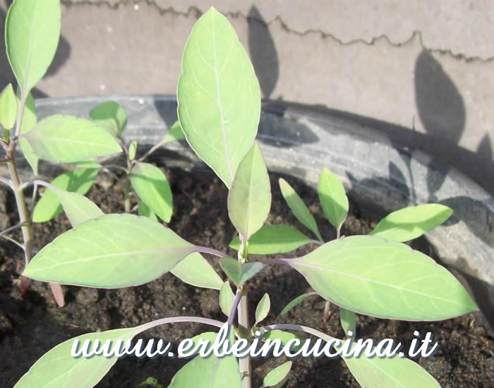 Quilquina pronta da raccogliere / Quilquina, ready to be harvested