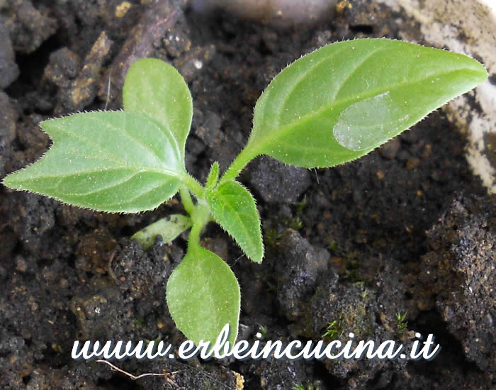 Giovane pianta di peperoncino Quintisho / Quintisho chili pepper, young plant