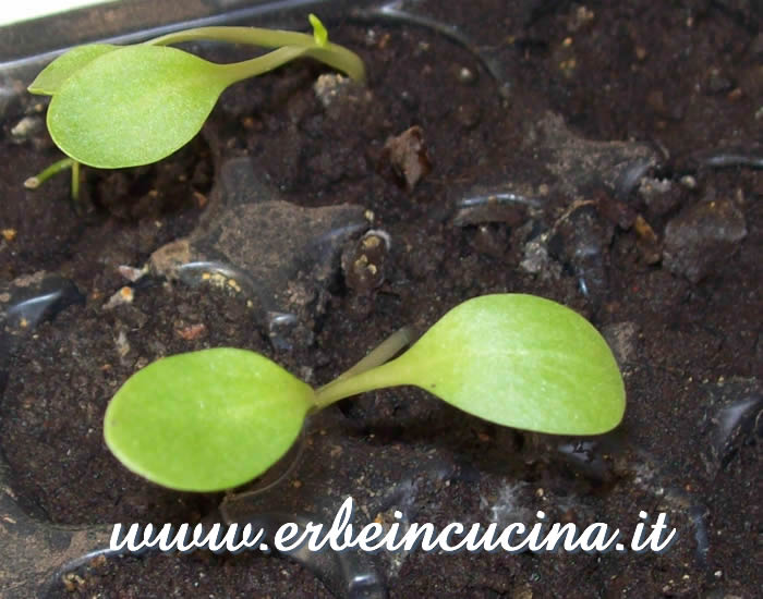 Rabarbaro Victoria appena nato / Newborn Rhubarb Victoria plants