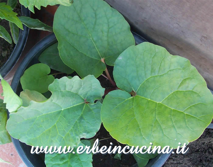 Pianta di Rabarbaro Victoria / Rhubarb Victoria plant