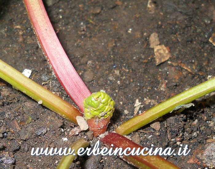 Steli di rabarbaro Glaskins / Rhubarb Glaskins