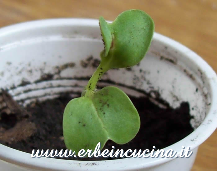 Piantina neonata / Newborn plant