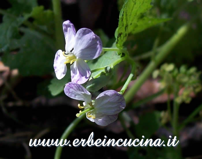 Fiori di cultivar 'Karakter' / 'Karakter' cultivar flowers