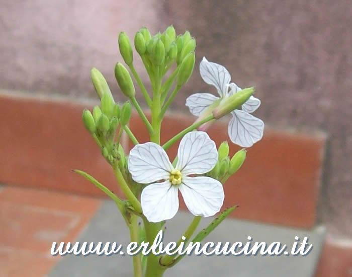 Fiori di cultivar 'Diablo' / 'Diablo'cultivar flowers