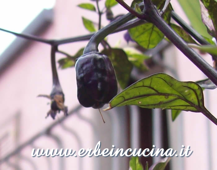 Peperoncino Rain Forest Tricolor non ancora maturo / Unripe Rain Forest Tricolor chili pod