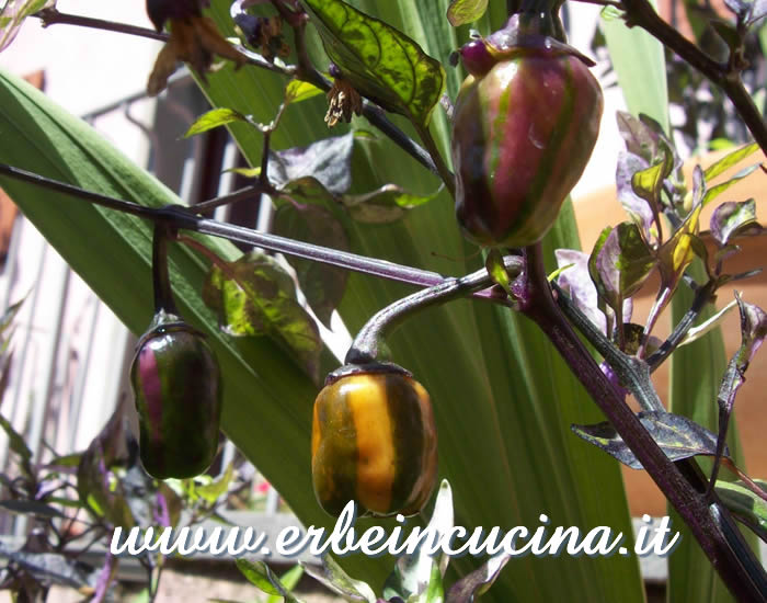 Peperoncini Rain Forest Tricolor con caratteristiche striature / Ripening striped Rain Forest Tricolor chili pods